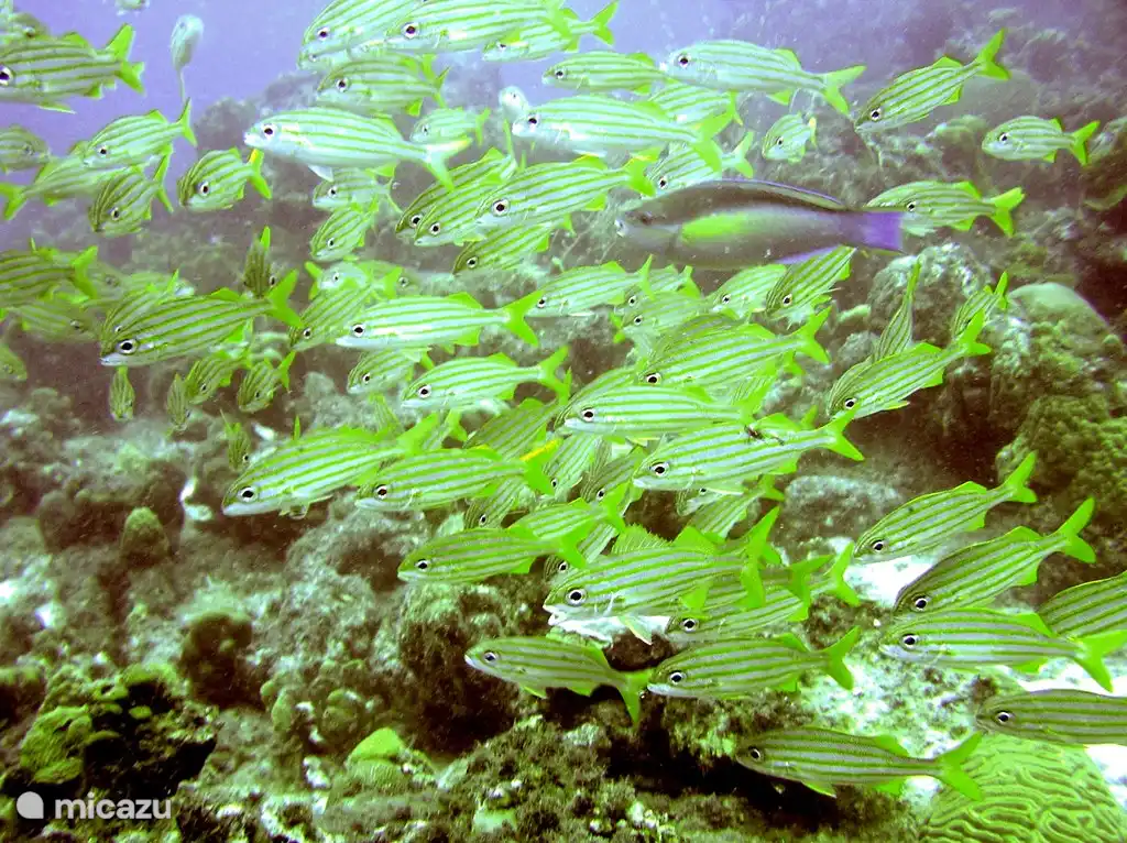 Die schöne Unterwasserwelt
