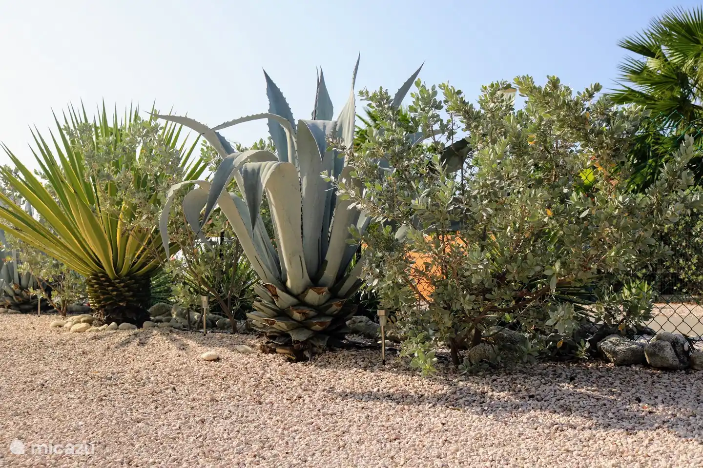 Vorderseite; kleine Pflanzen werden groß