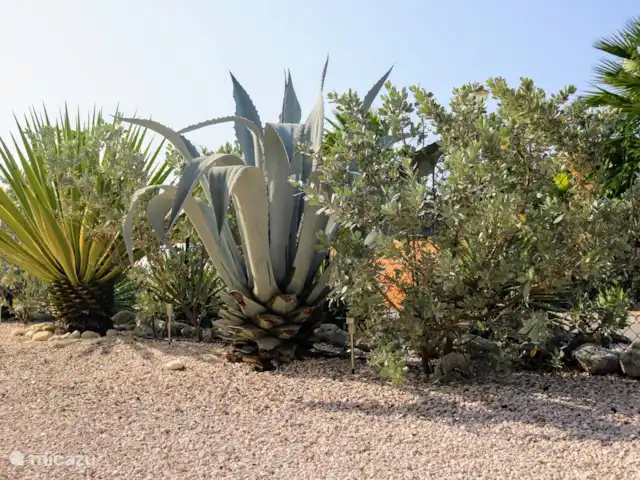 Maison de Chibi | Curaçao, Banda Abou (ouest), Fontein - maison de vacances Face avant; les petites plantes deviennent grandes