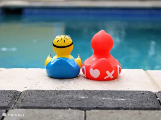 Maison de Chibi | Curaçao, Banda Abou (ouest), Fontein - maison de vacances Au bord de la piscine.