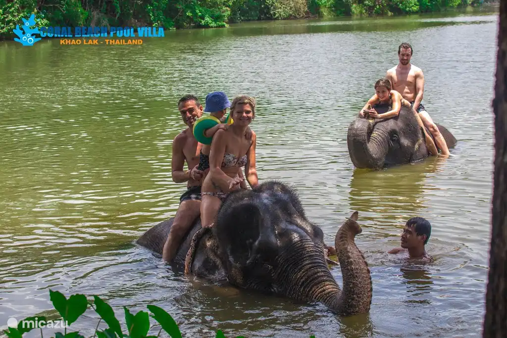 Baden mit den Elefanten