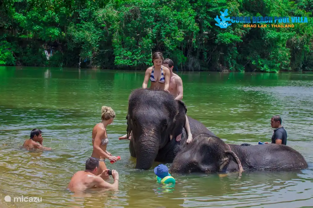 Begegnung mit Elefanten