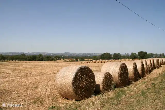 De velden rondom het domein