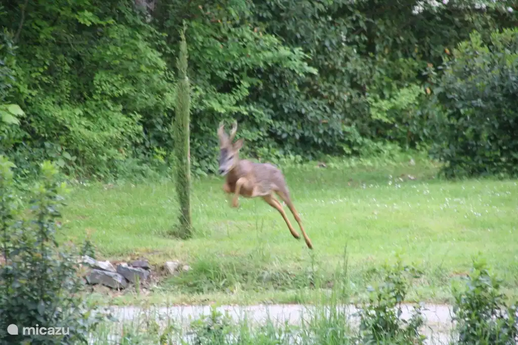 Hertje in de tuin (foto getrokken vanuit de vakantiewoning)
