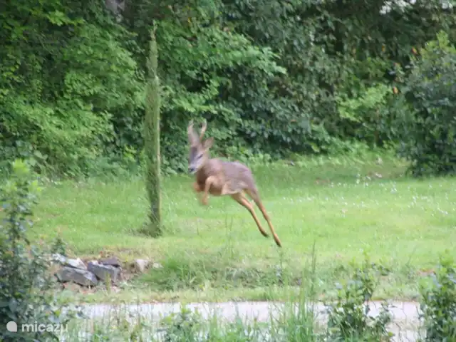 Castillo Portos en el sur de Francia en Francia, Tarn, Cahuzac - casa vacacional Ciervo en el jardín (foto tomada desde la casa de vacaciones)