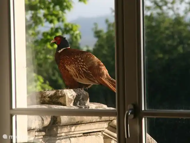 Castillo Portos en el sur de Francia en Francia, Tarn, Cahuzac - casa vacacional Faisán en el jardín (foto tomada desde el castillo)