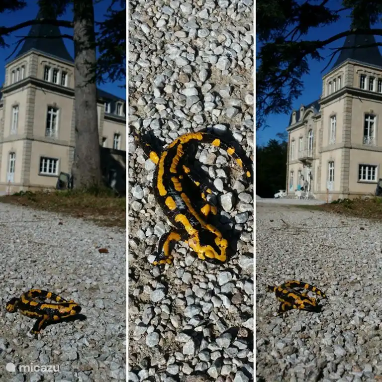 Een vuursalamander in de tuin