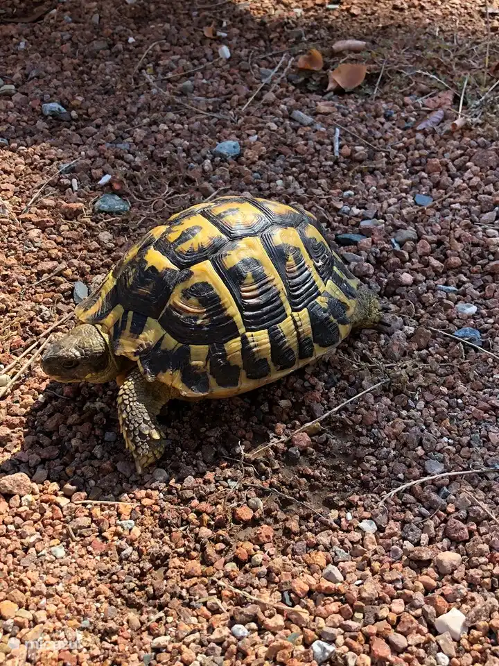 Visite op de parkeerplaats...  we noemen hem Joris, slechts 1malig mogen ontmoeten..