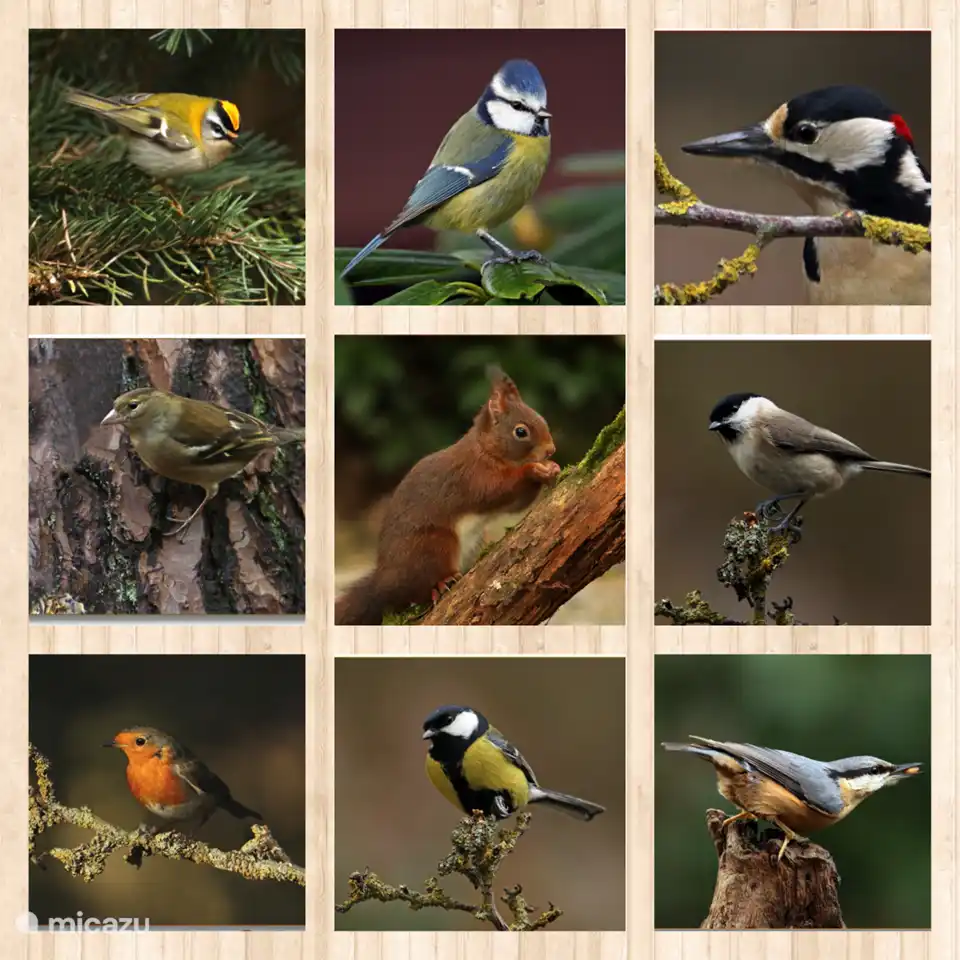 Diese Fotos wurden im Garten von Herrn Groosjohan (Mieter) während seines Aufenthalts in Huize Beerze aufgenommen.