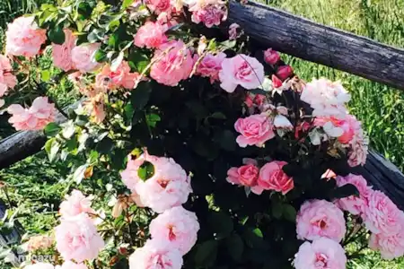Vakantiehuis Italië, Marche, Fossombrone appartement Casa Gialla sotto bloemen rond het huis