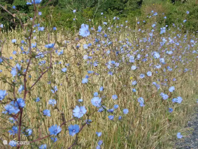 Des vacances parfaites en Toscane | Italie, Toscane, Rosignano Marittimo - maison de vacances belle nature