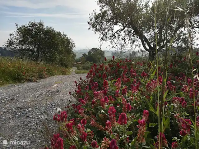 Des vacances parfaites en Toscane | Italie, Toscane, Rosignano Marittimo - maison de vacances belle nature