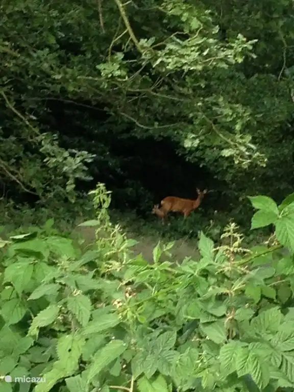 Environnement direct.