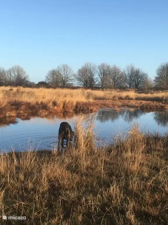 Ven sur la bruyère derrière 't Hoeske