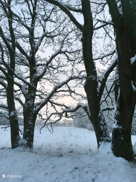 Heideveld derrière 't Hoeske
