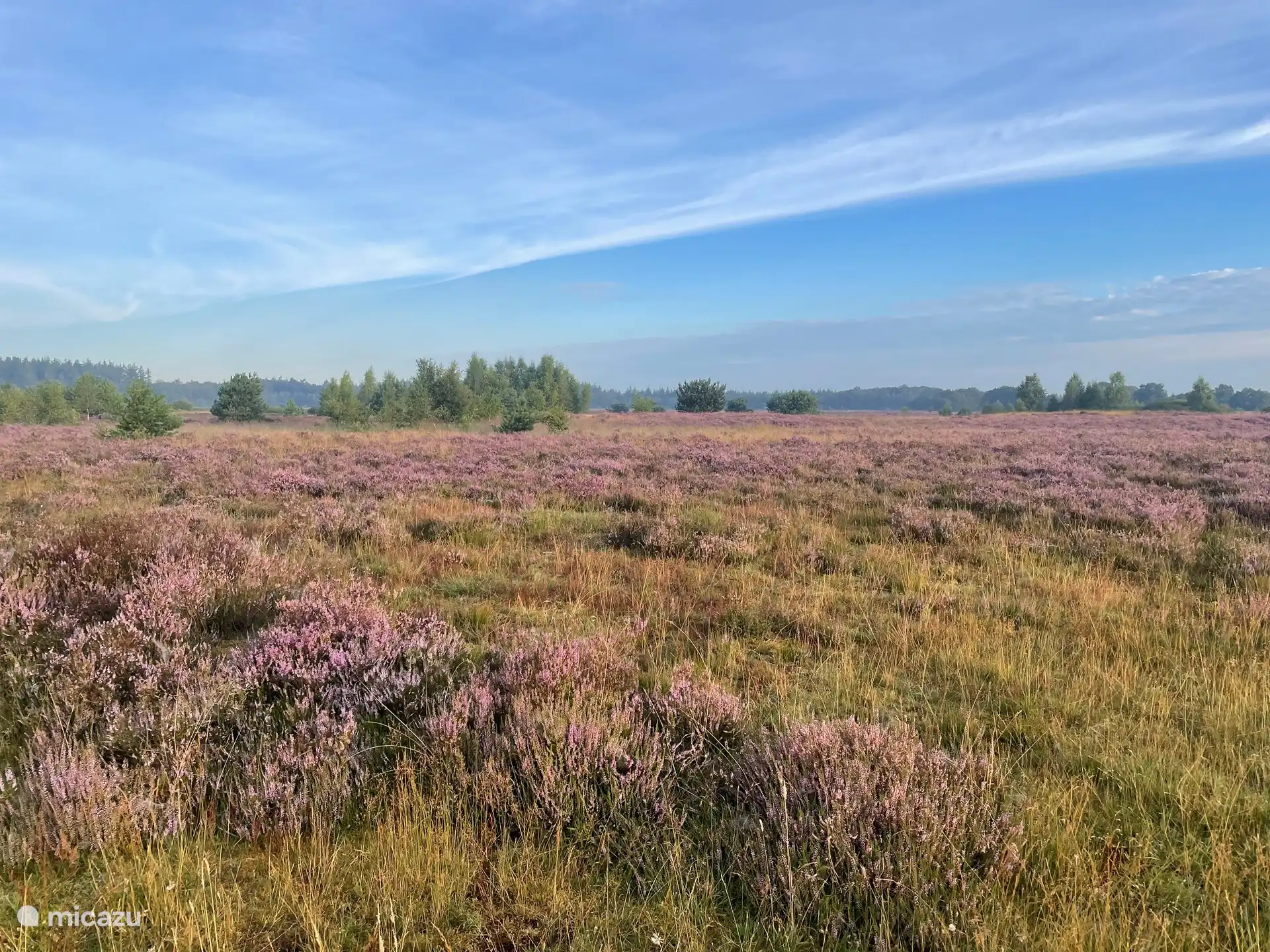 Le Molenveld en fleurs. 