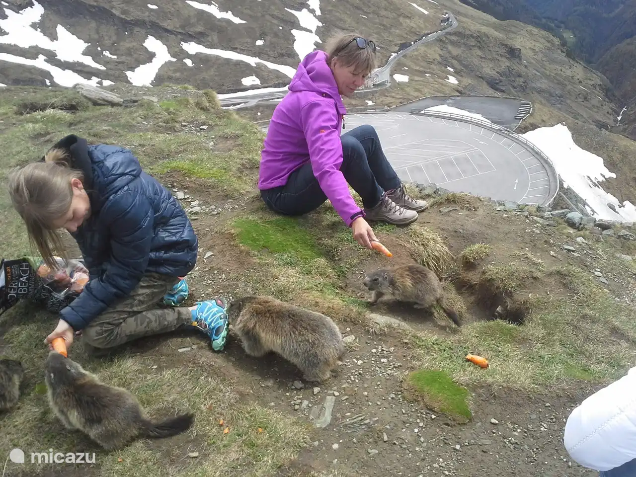 Murmeltieren in Oostenrijk