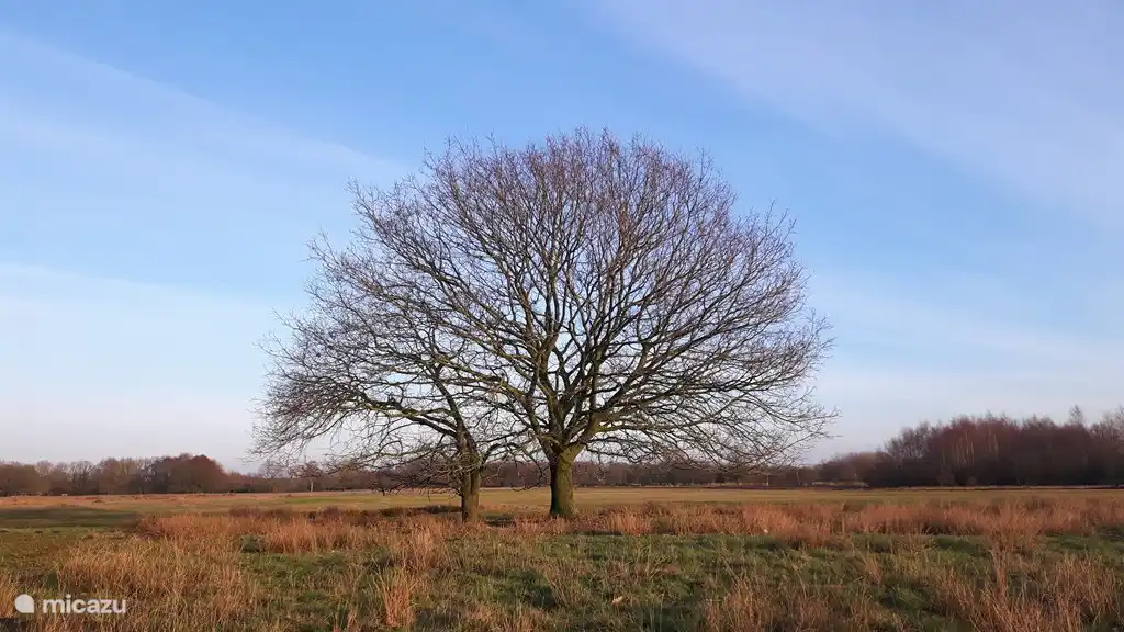 Rund um unser Ferienhaus gibt es ein großes Wandergebiet. Dieser schöne Baum steht auf dem Reijntjesveld. In dieser Heide gibt es Sandverwehungen, in denen regelmäßig die Schafherde von Orvelte herumläuft. Wenn Sie vom Haus in den Wald gehen, befinden Sie sich im Reijntjesbos.