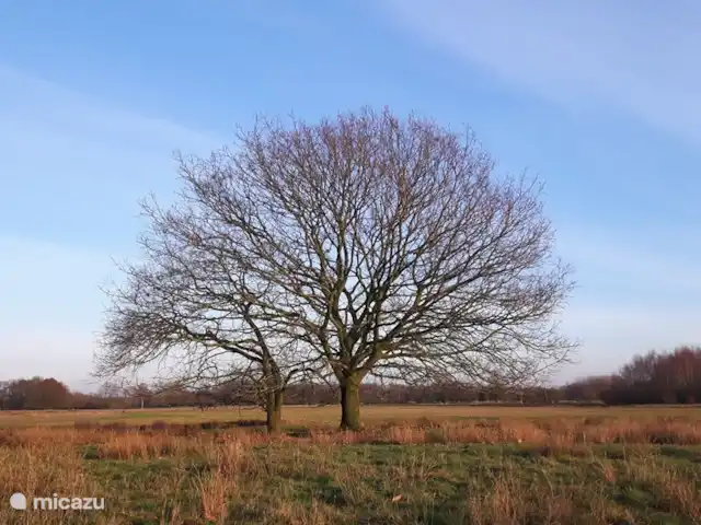 BuitenGewoon huren in Nederland, Drenthe, Westerbork - vakantiehuis Er is een groot wandelgebied rondom onze vakantiewoning. Deze mooie boom staat op het Reijntjesveld. Er zijn zandverstuivingen in dit heideveld waar de schaapskudde van Orvelte regelmatig rondloopt. Als u vanuit de woning het bos in loopt bent u in het Reijntjesbos.