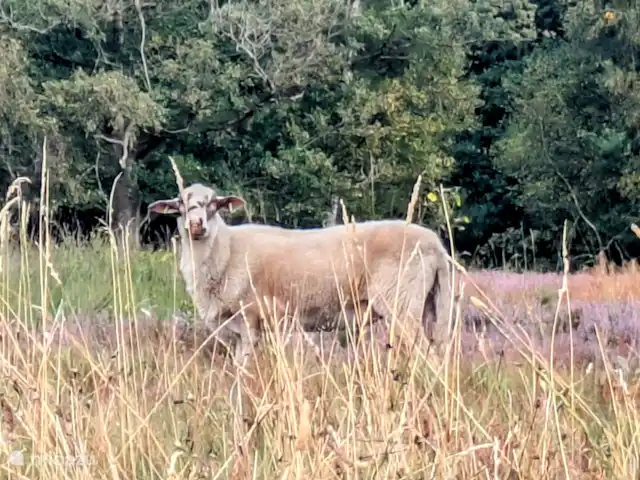 BuitenGewoon huren in Nederland, Drenthe, Westerbork - vakantiehuis Op het Reijntjesveld is in de zomer regelmatig de schaapskudde met de herder te vinden.