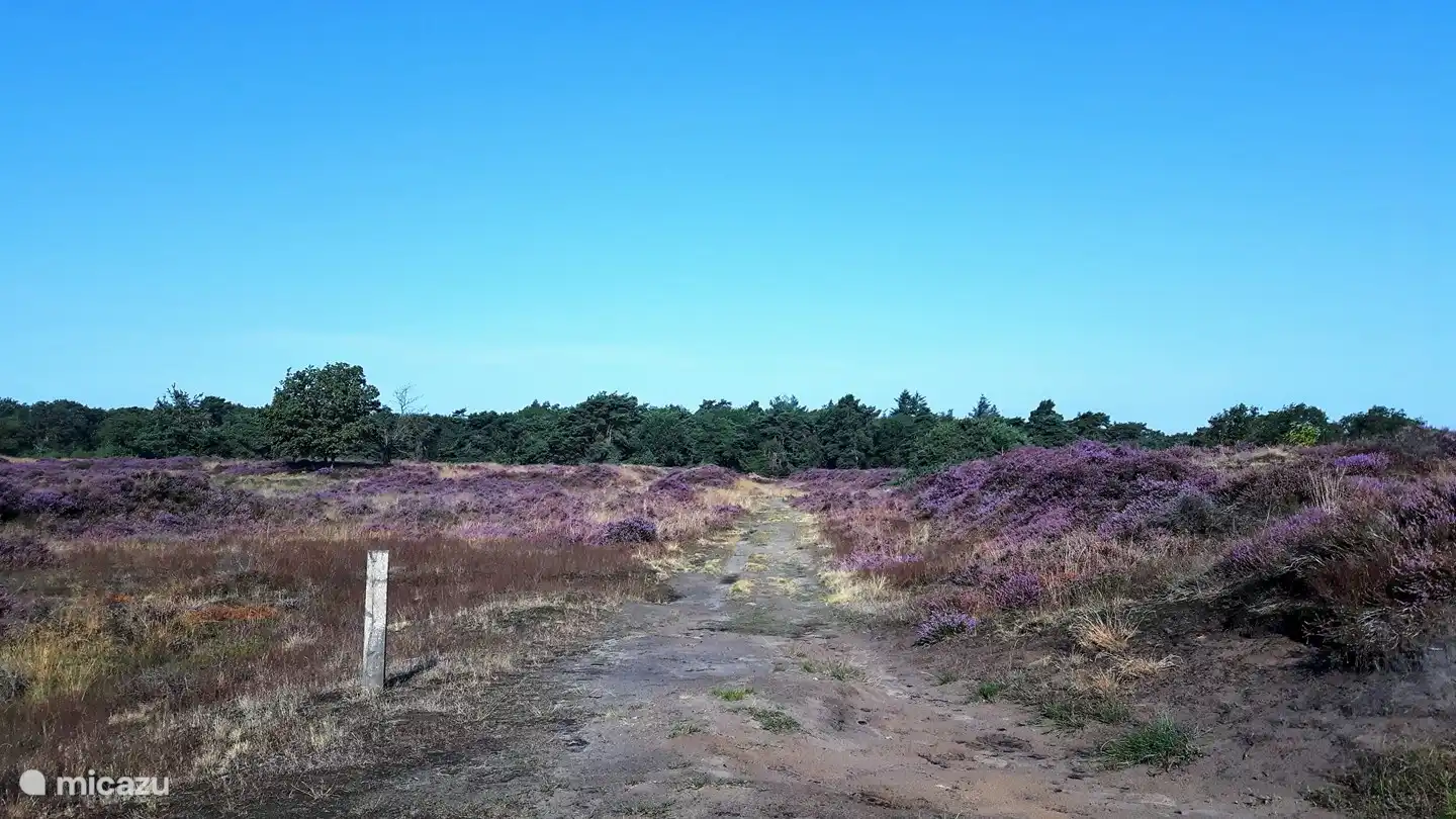 Wie Sie die Umgebung des Ferienhauses erleben, hängt von der Jahreszeit ab. Jede Jahreszeit hat ihren Reiz. Letzten August fiel der Regen genau zur richtigen Zeit, was bedeutete, dass die Heide hinter unserem Haus in voller Blüte stand.