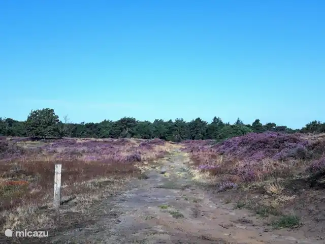 BuitenGewoon huren in Nederland, Drenthe, Westerbork - vakantiehuis Hoe u de omgeving rondom de vakantiewoning beleefd is mede afhankelijk van het seizoen. Afgelopen augustus viel de regen precies op tijd waardoor de heide achter ons vakantiehuis volop in bloei stond. Een prachtig gezicht!