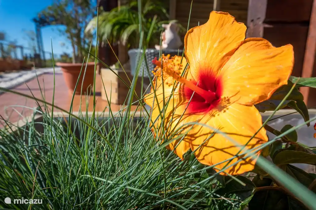 Afuera frente a la casa