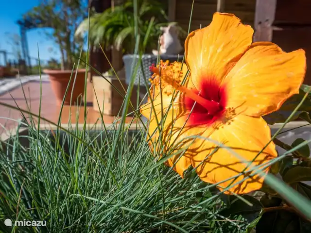 Location de Vacances Espagne, Costa del Sol, Nerja, maison de vacances - Casa Mariposa Dehors devant la maison