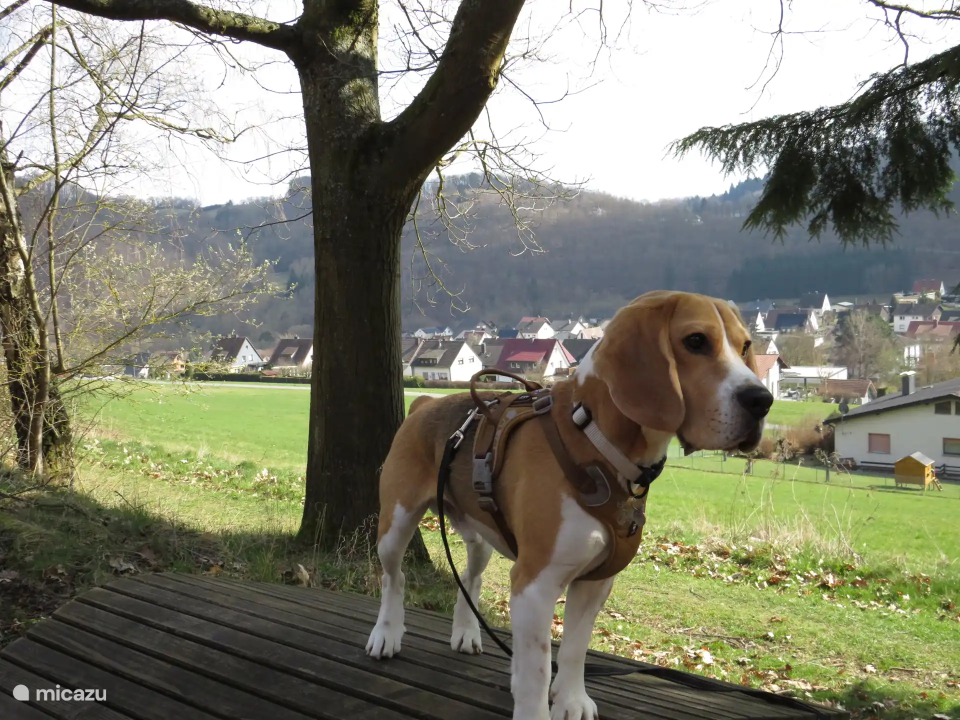 Schöne Spaziergänge mit dem Hund!