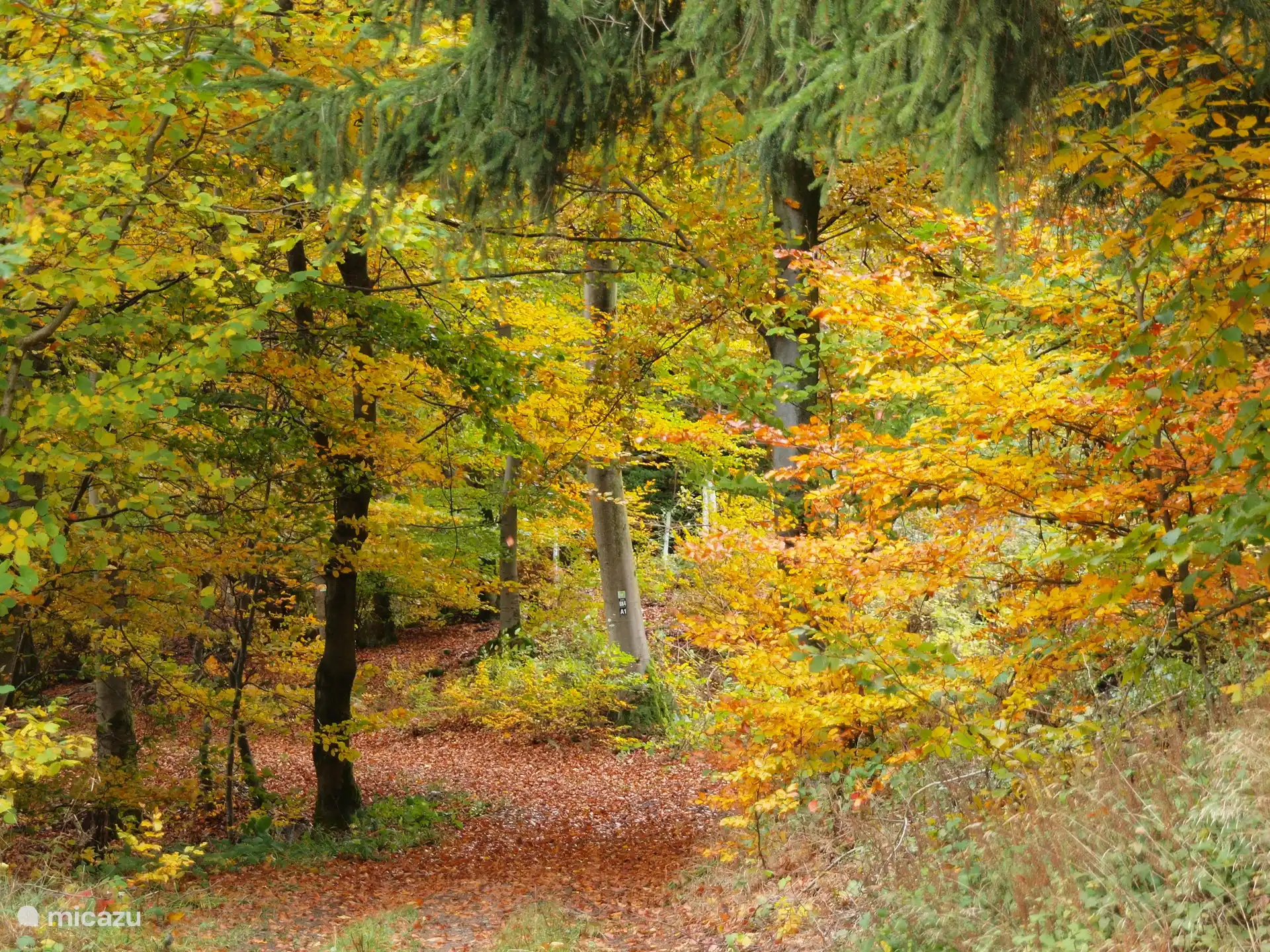 ¡El Otoño Dorado en Sauerland!