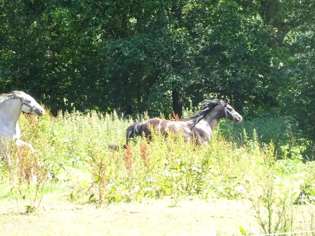 Los caballos galopan por el pasto