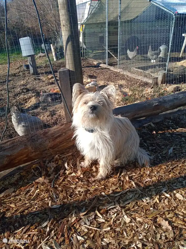 Bailey mit den Hühnern