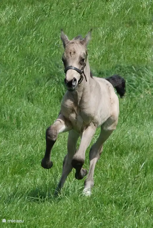 Tomtom,de benjamin van de boerderij.