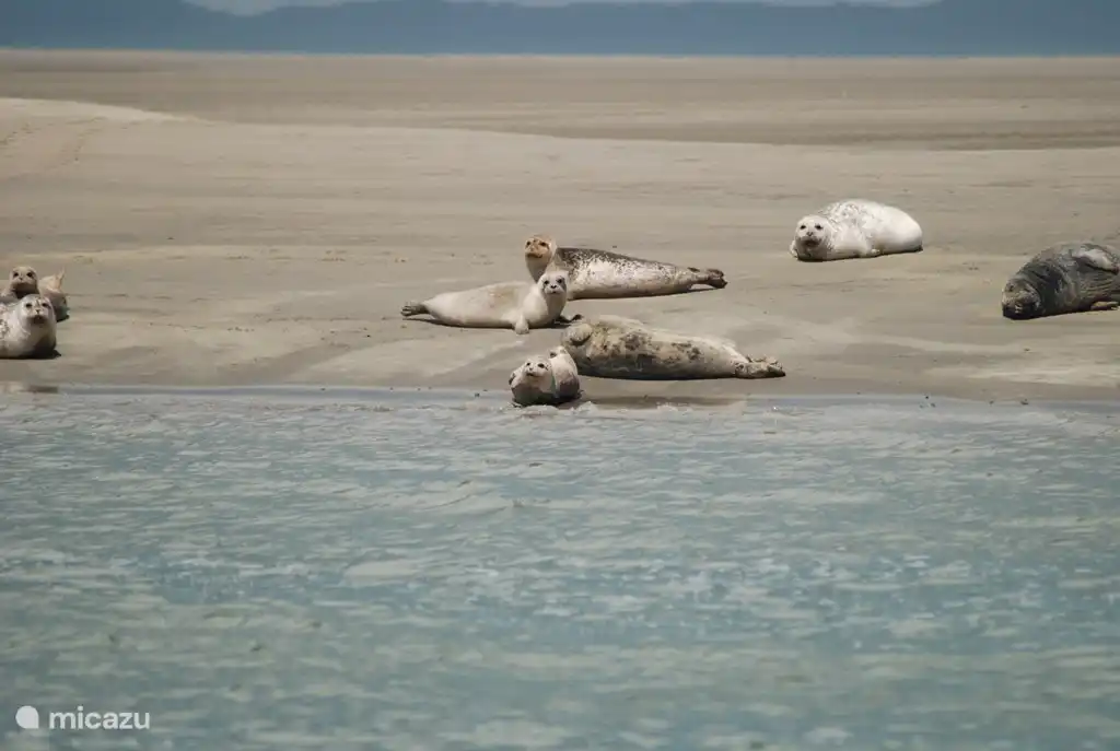 Zeehonden safari,een unieke zomer-ervaring !