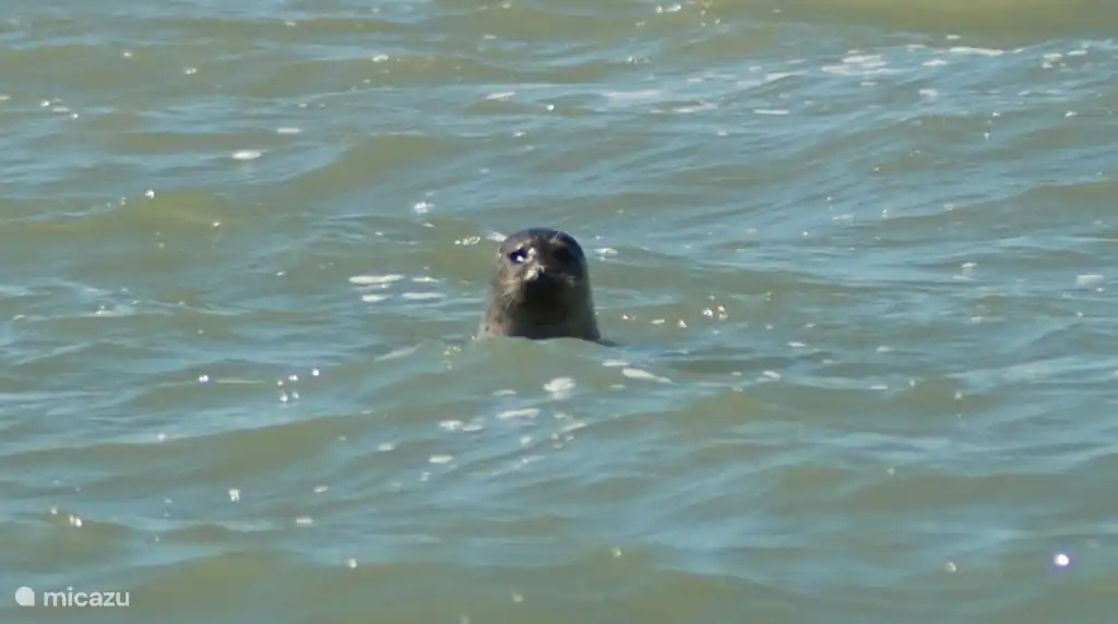 Deze bewoner van de Westerschelde is soms te zien vanaf het strand.