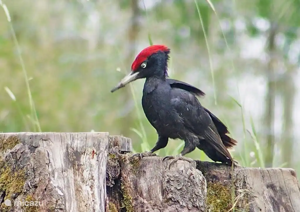 Vakantiehuisje Le Frety; Geweldig voor vogelliefhebbers.