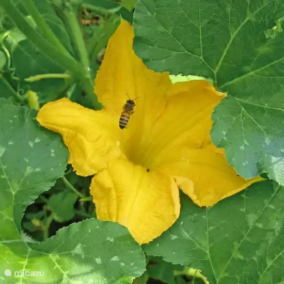 Zucchiniblüte