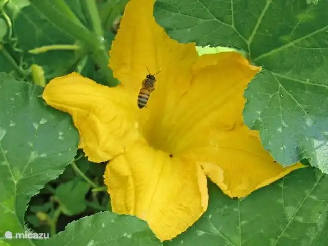 Casa Rovear | Italie, Ligurie, Pigna - maison de vacances fleur de courgette