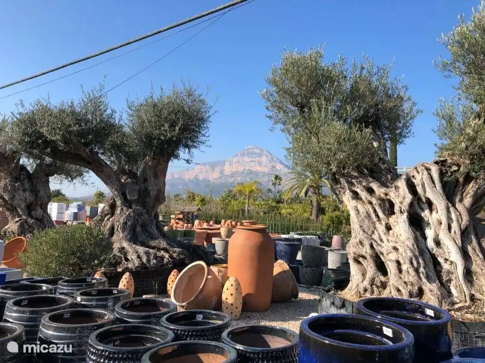 y bonito centro de jardinería con el Montgó de fondo