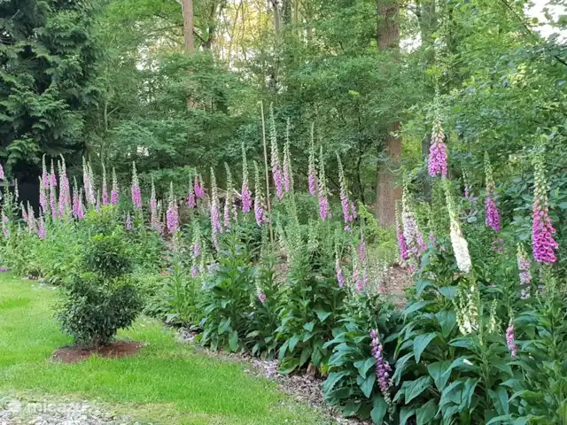 De Uithoek huren in Nederland, Drenthe, Doldersum - chalet Vingerhoedskruid in juni 2020