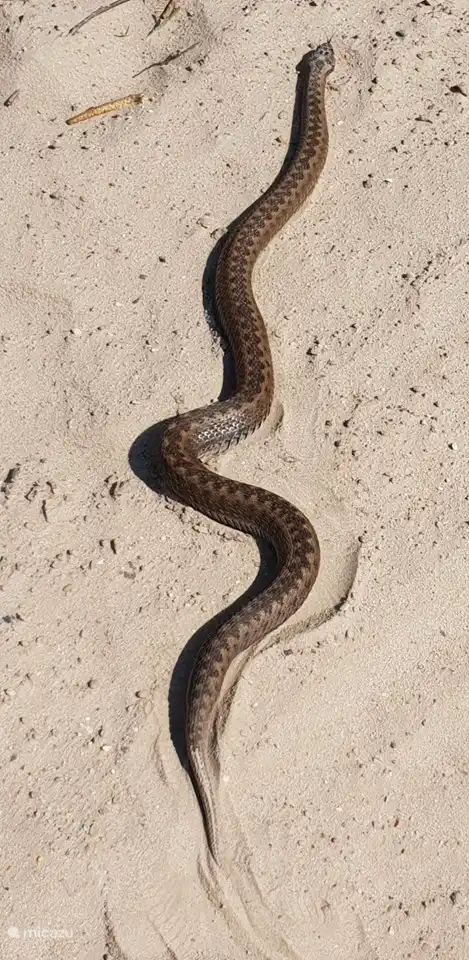 Adder in het Dwingelder veld