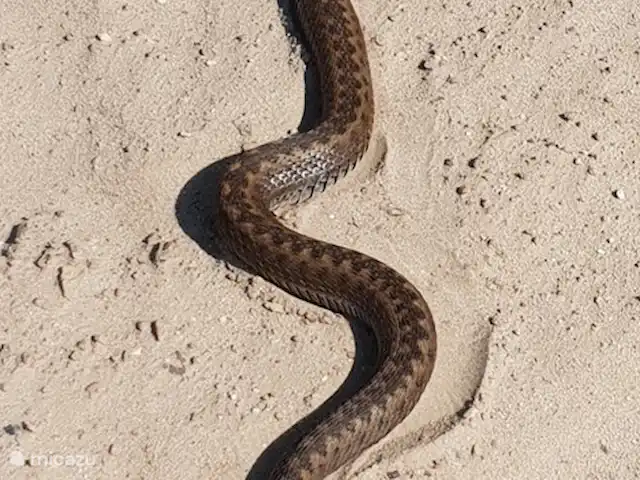 De Uithoek huren in Nederland, Drenthe, Doldersum - chalet Adder in het Dwingelder veld