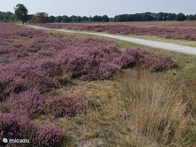 De Uithoek huren in Nederland, Drenthe, Doldersum - chalet Bloeiende hei bij Havelte 2019