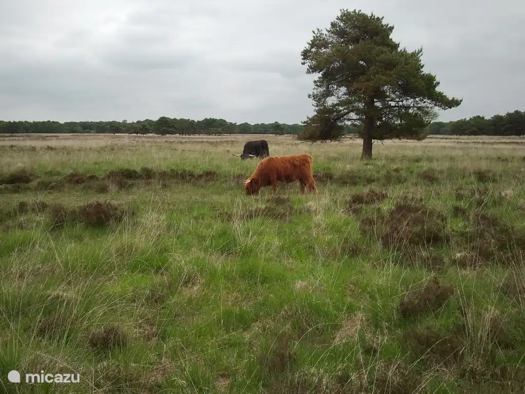 Schotse Hooglanders Doldersummerveld