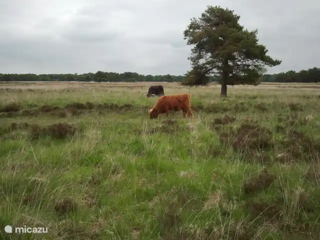 De Uithoek huren in Nederland, Drenthe, Doldersum - chalet Schotse Hooglanders Doldersummerveld