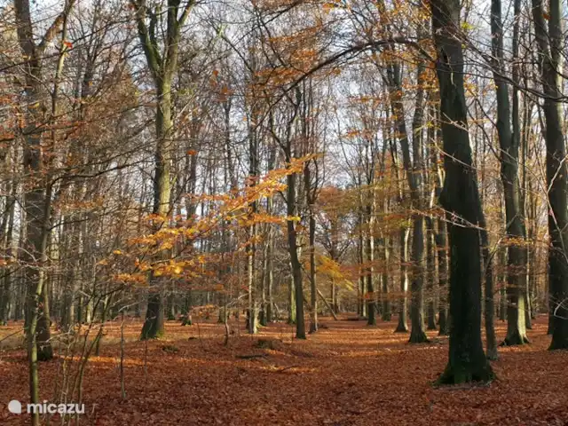 De Uithoek huren in Nederland, Drenthe, Doldersum - chalet Beukenbos Berkenheuvel