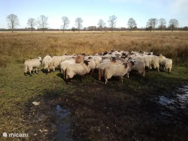 De Uithoek huren in Nederland, Drenthe, Doldersum - chalet Deel Schoonerbeker schaapskudde Doldersum