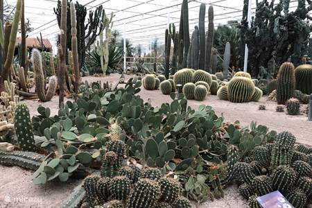 Cactus Oase Annie