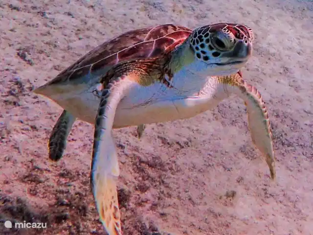 studio huren in Bonaire, Bonaire, Belnem – Kas Oleifi schildpad