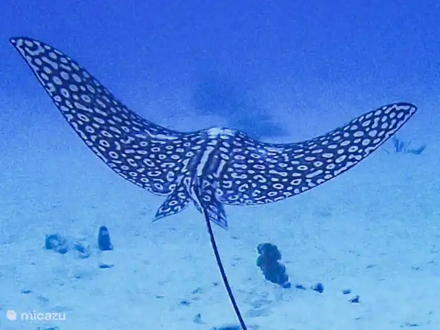 studio huren in Bonaire, Bonaire, Belnem – Kas Oleifi in de zee